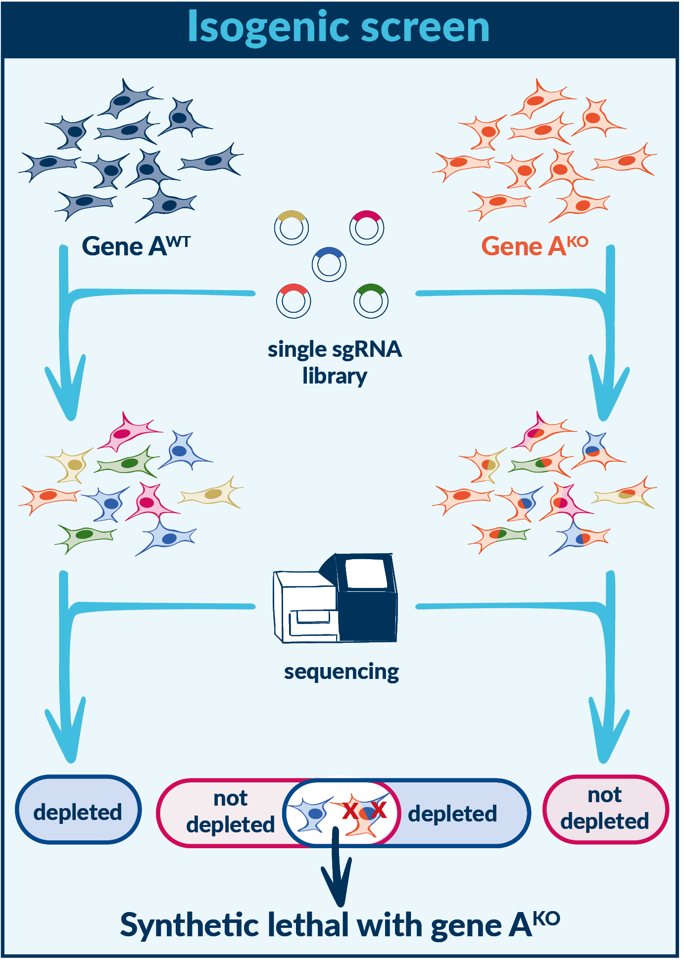 Isogenetic screen